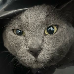 Meet your Posher, Chase